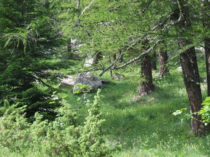 un metro quadrato di  paradiso - parco del gran paradiso